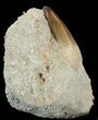 Beautiful Mosasaur (Prognathodon Curri?) Tooth #43128-3
